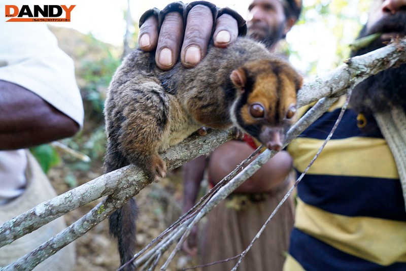 AVOP-108 《荒野国度》2015橘花音在地球最后的未开发区域，生活了五万年不变的原住民被一步步传授日本情色文化，被活活操-视频截图-1